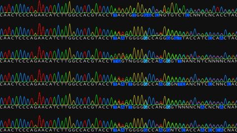 A series of Sanger sequences