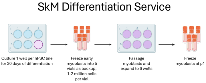schematic of the information in skeletal muscle service description